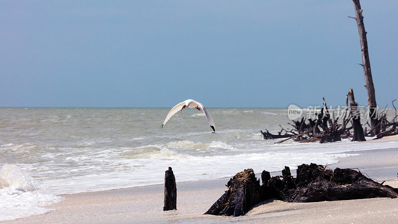 白朱鹭(Eudocimus albus)飞过野生海岸，佛罗里达